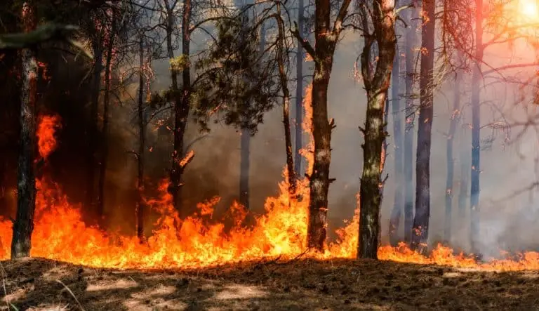 Feux de forêt : nouvelle journée à haut risque, consultez notre carte interactive