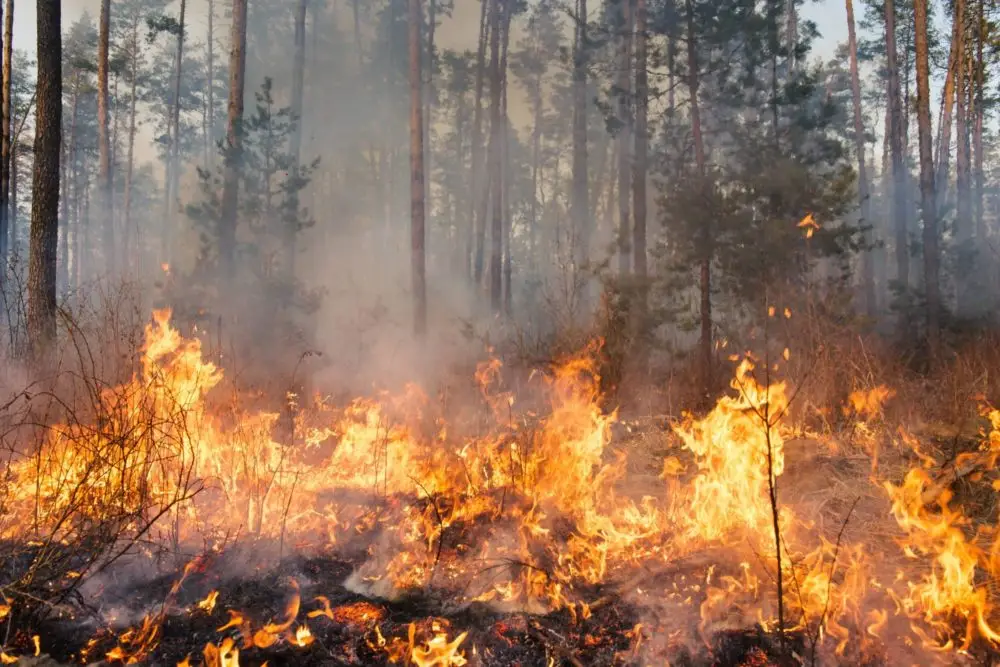 Gironde : le cap des 13&rsquo;000 hectares détruits franchi ce dimanche soir, le point à 22h