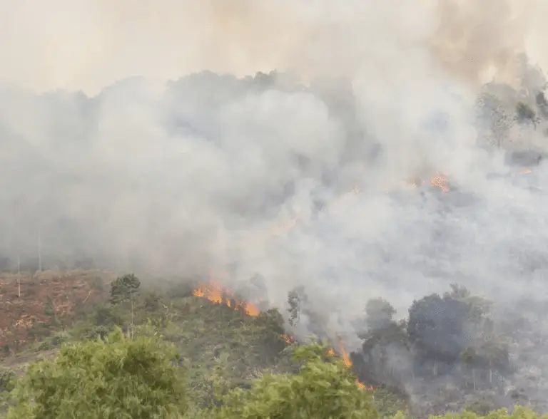Chine : deux pompiers décédés en luttant contre des feux de forêt