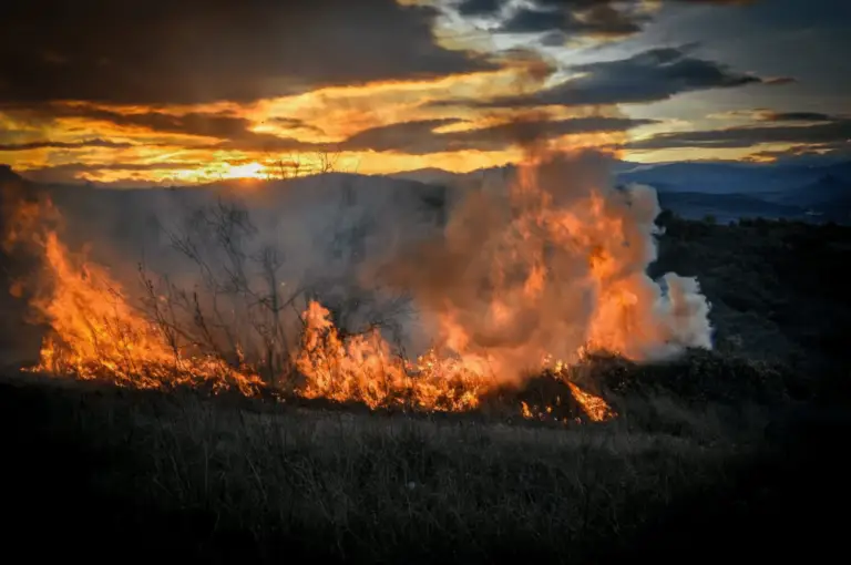 Tunisie : incendies à Kairouan, oliviers et forêts ravagés