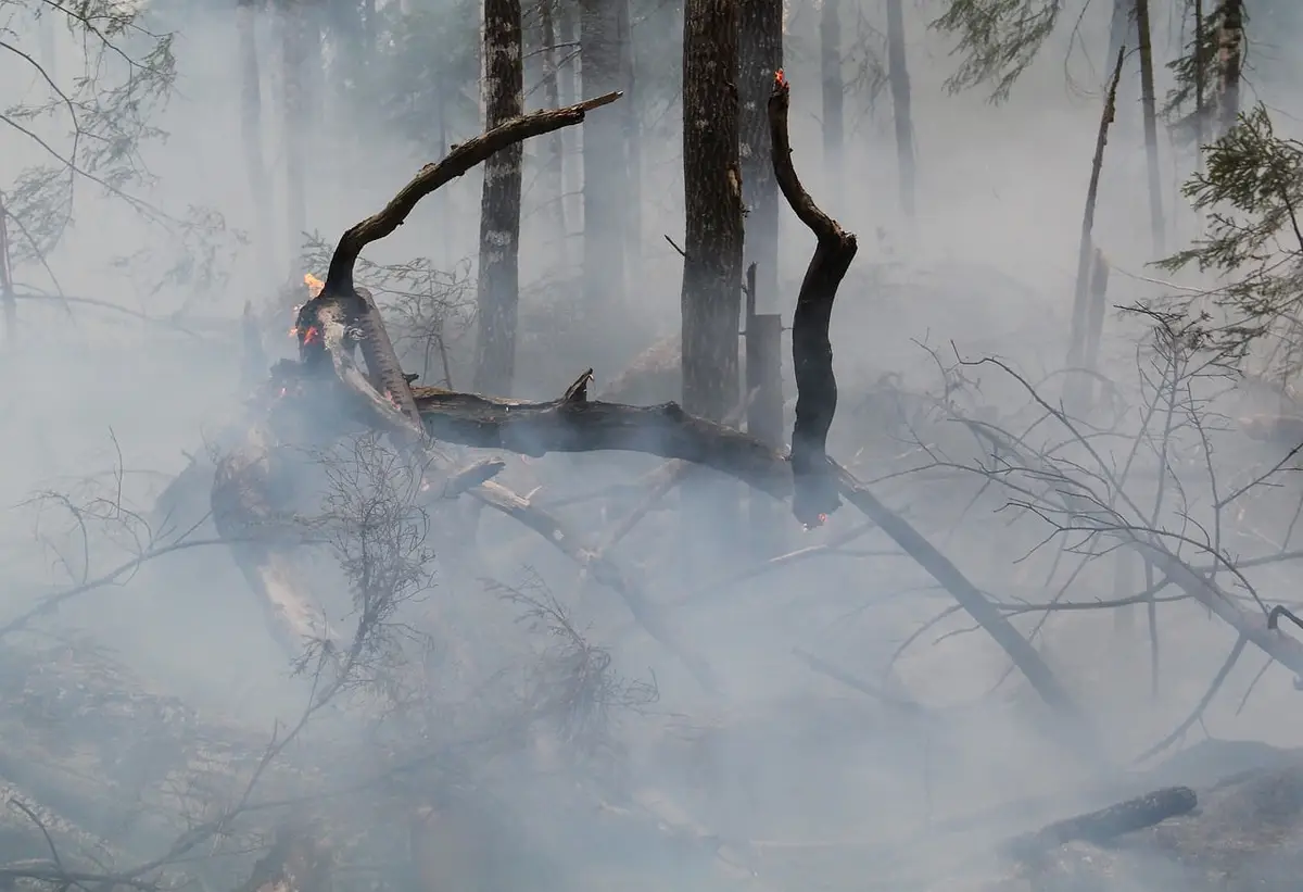 Alpes-Maritimes : un feu s&rsquo;est propagé dans la forêt de Cantaron