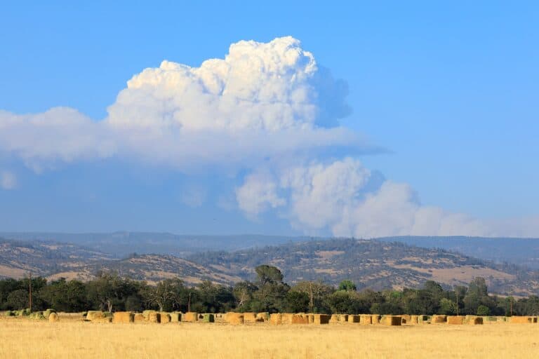 États-Unis – Incendie de France Canyon : près de 1 900 hectares ravagés dans la Dixie National Forest