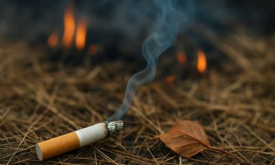 Fumée s’élevant d’un mégot sur herbe sèche – principale cause humaine de feu
