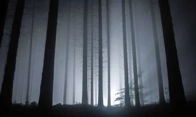 Feu de forêt nocturne