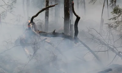 Feu de forêt