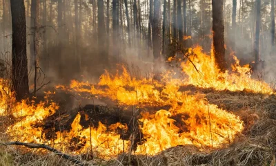 Illustration-incendies de forêt / éléments